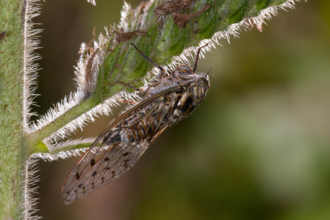 Cicale, cicale cicale...